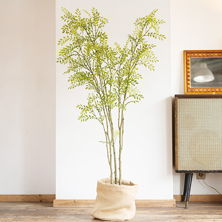 シマトネリコの木