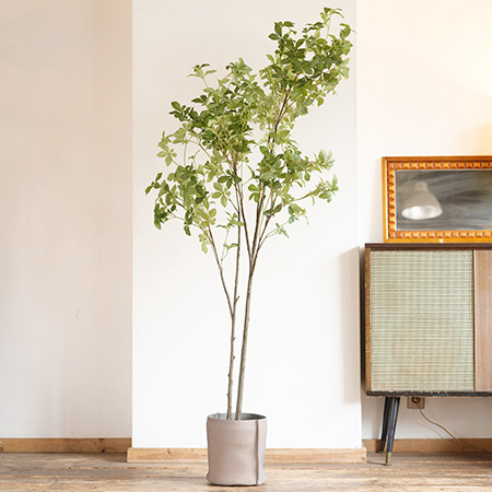 どうだんつつじの木