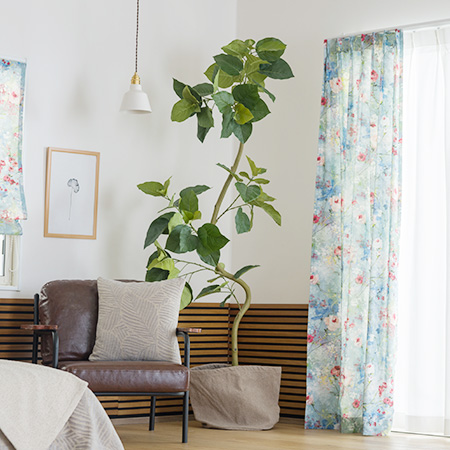 フィカス・ウンベラータの木